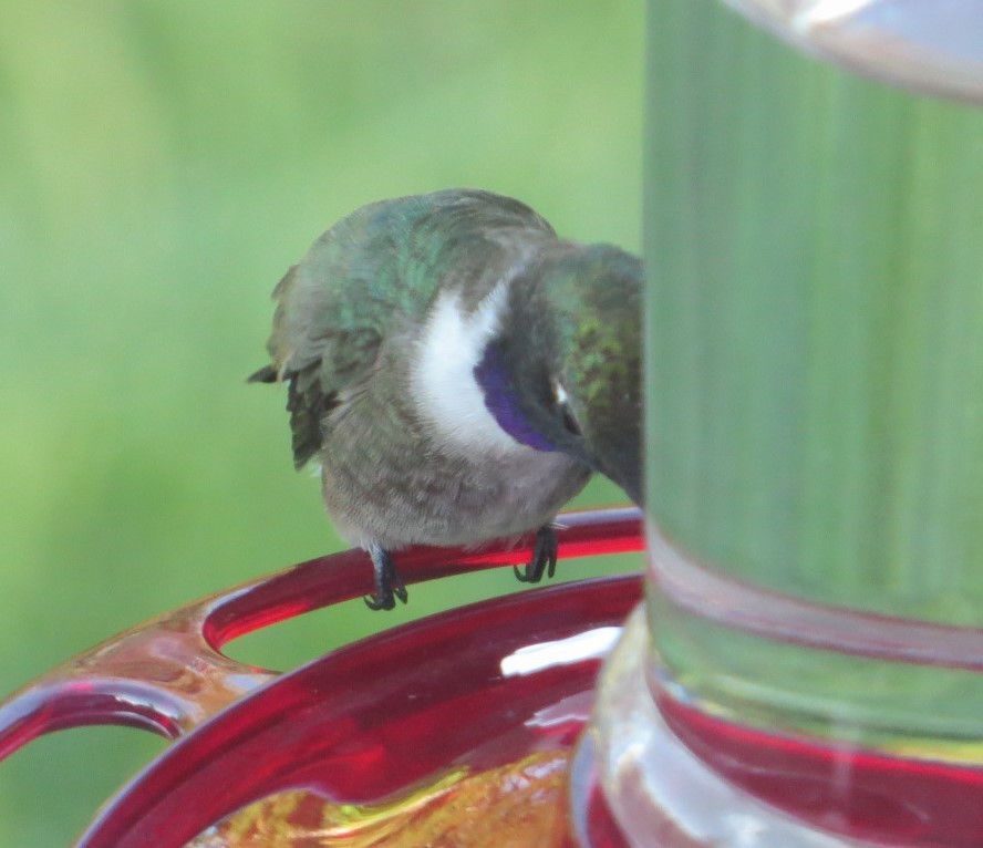Black-chinned Hummingbird - ML619842925