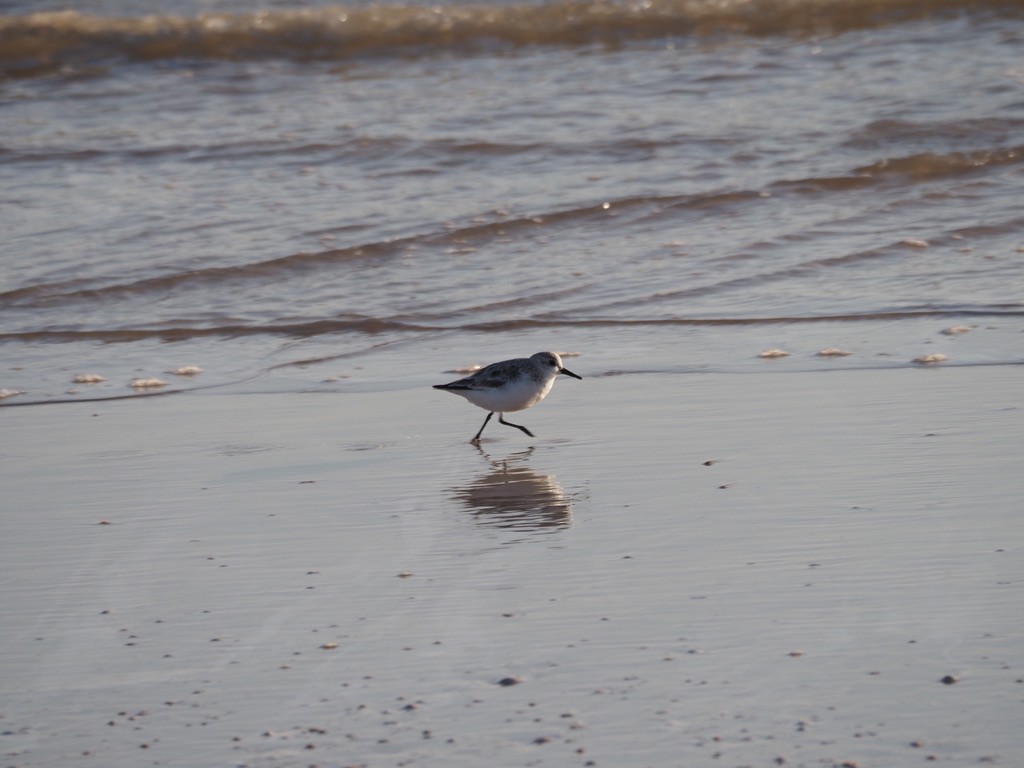 Piovanello tridattilo - ML619842926