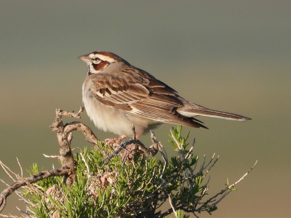 Lark Sparrow - ML619842929