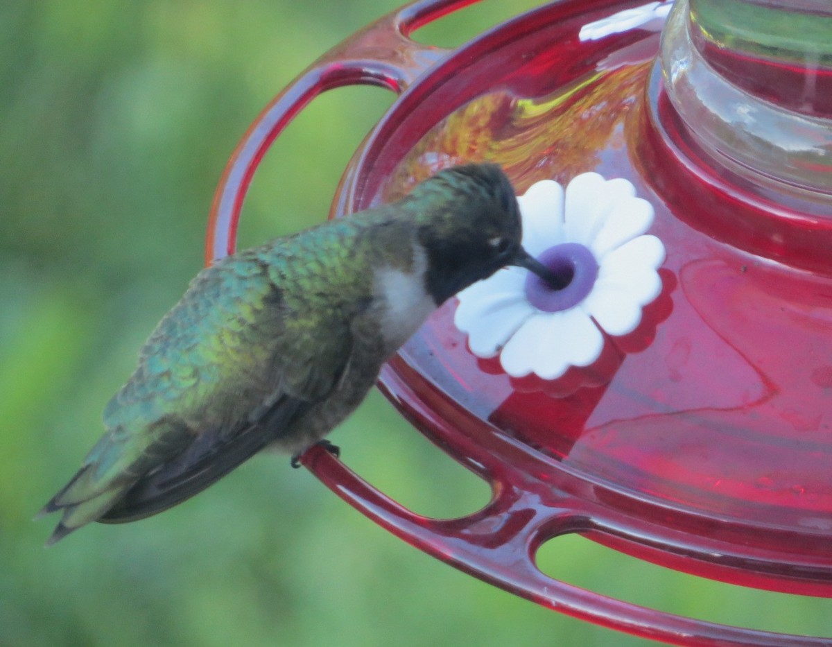 Black-chinned Hummingbird - ML619842937