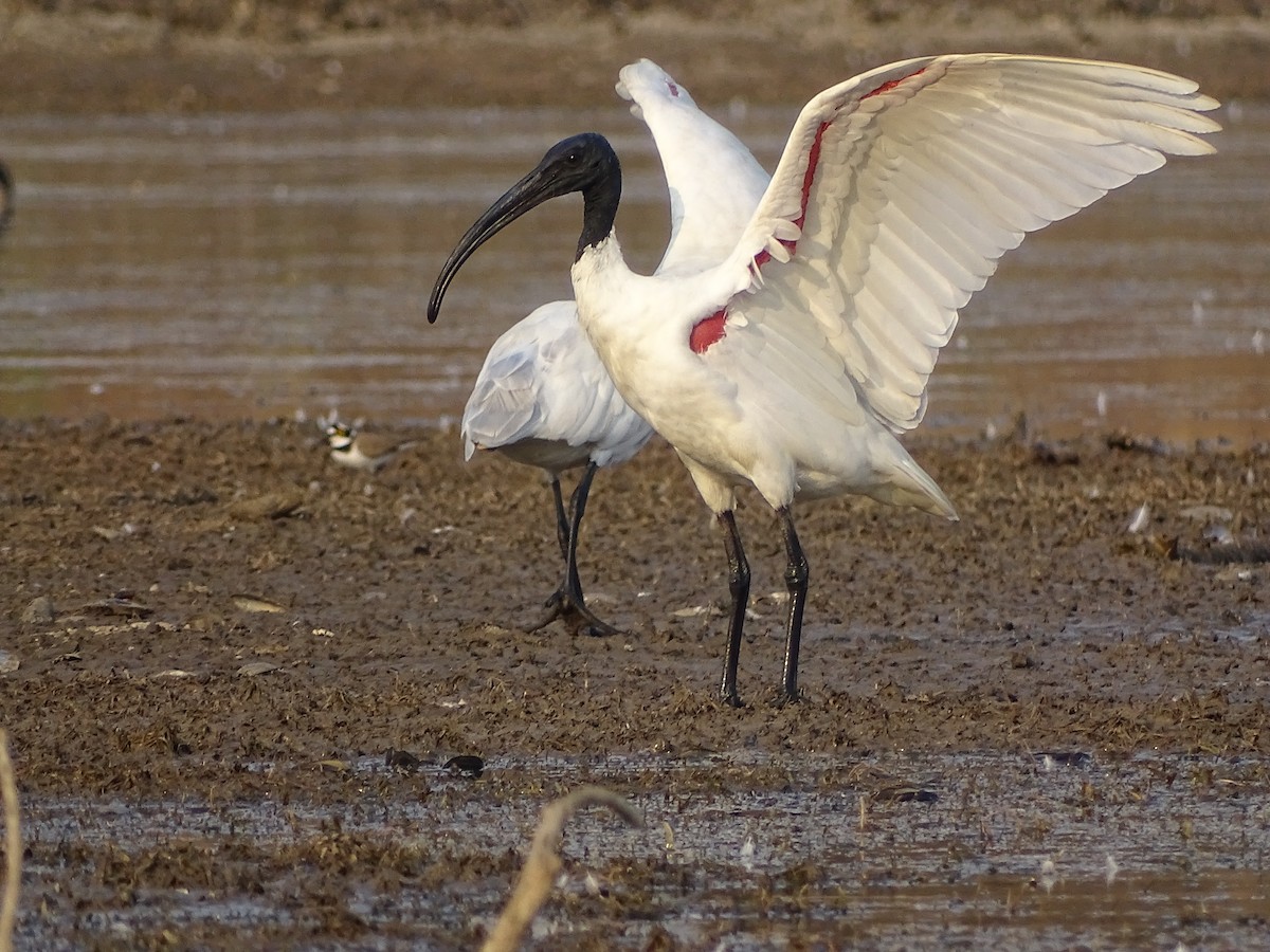 ibis černohlavý - ML619842983
