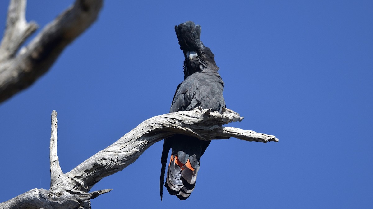 Red-tailed Black-Cockatoo - ML619842998