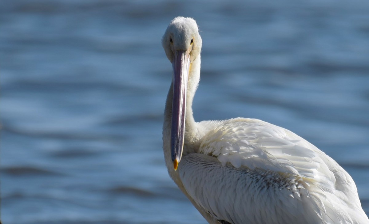 American White Pelican - Dan Rauch