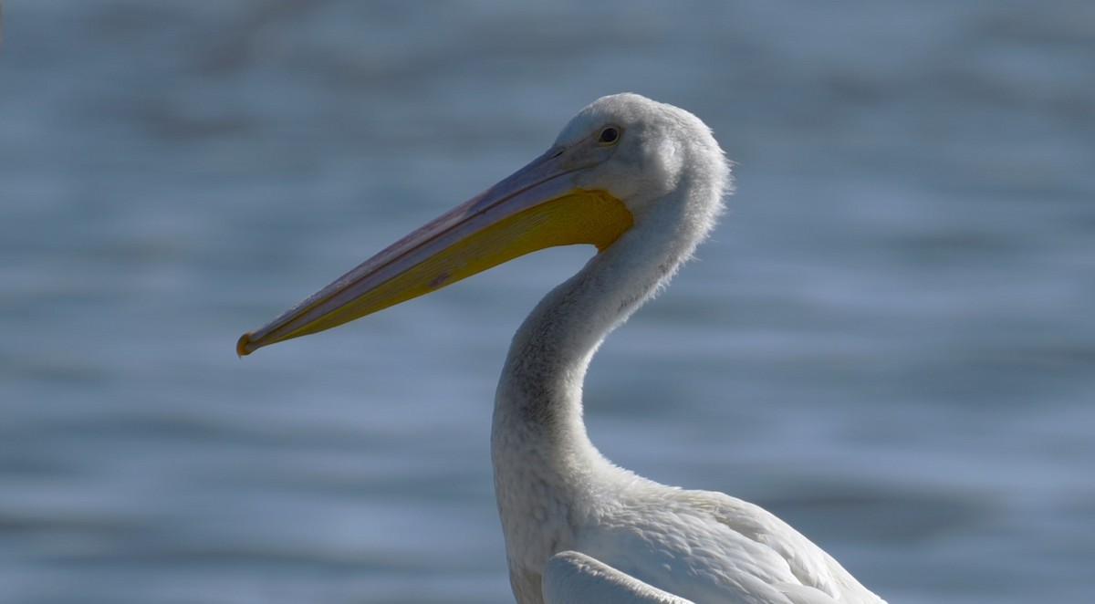 American White Pelican - ML619843000