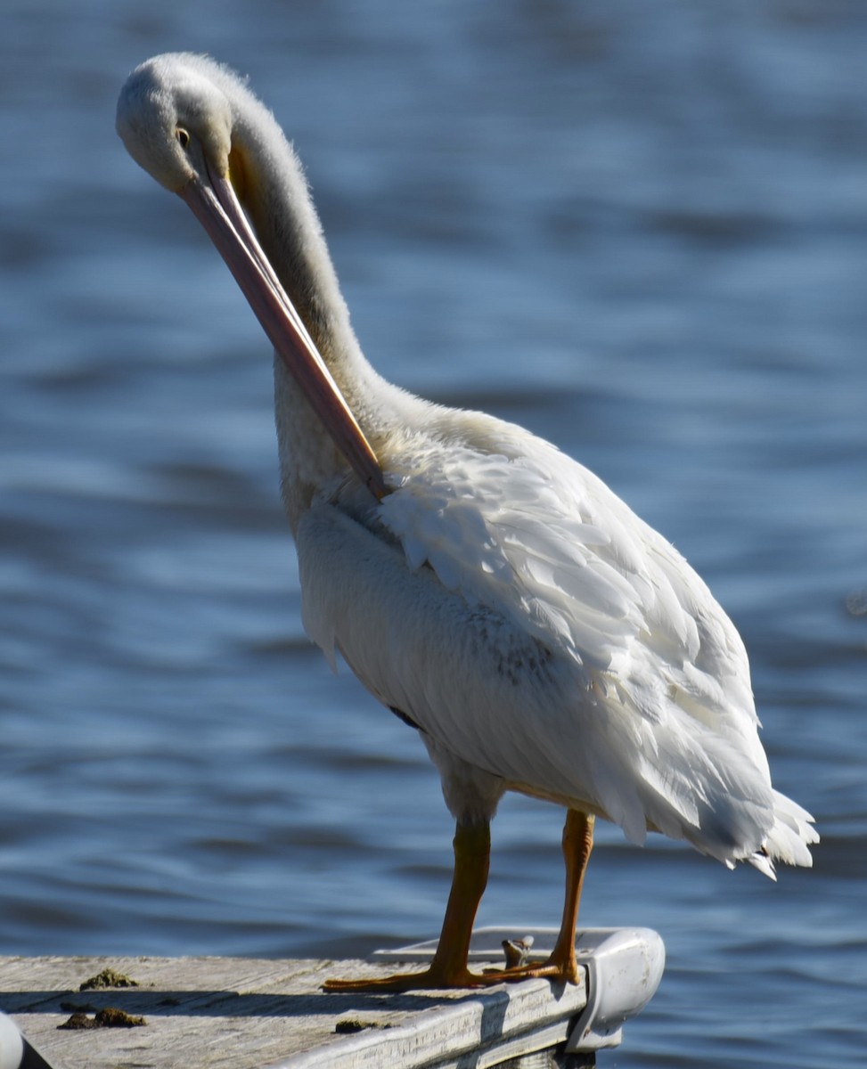 American White Pelican - ML619843001