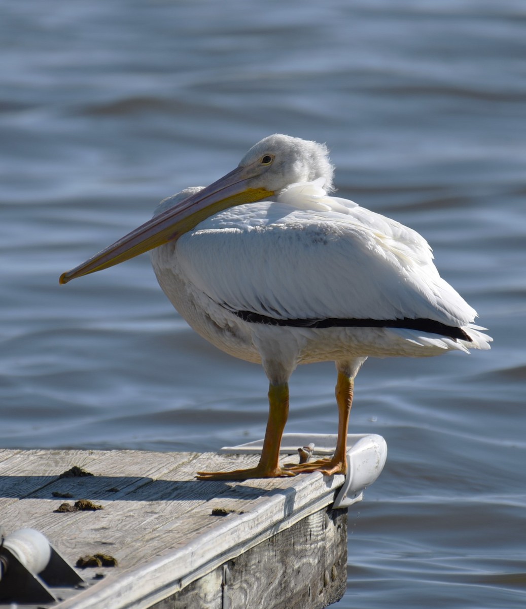 American White Pelican - ML619843006