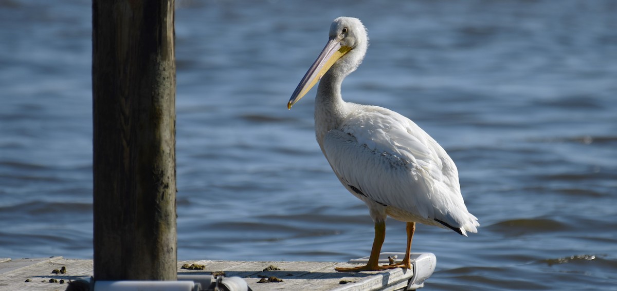 American White Pelican - ML619843007