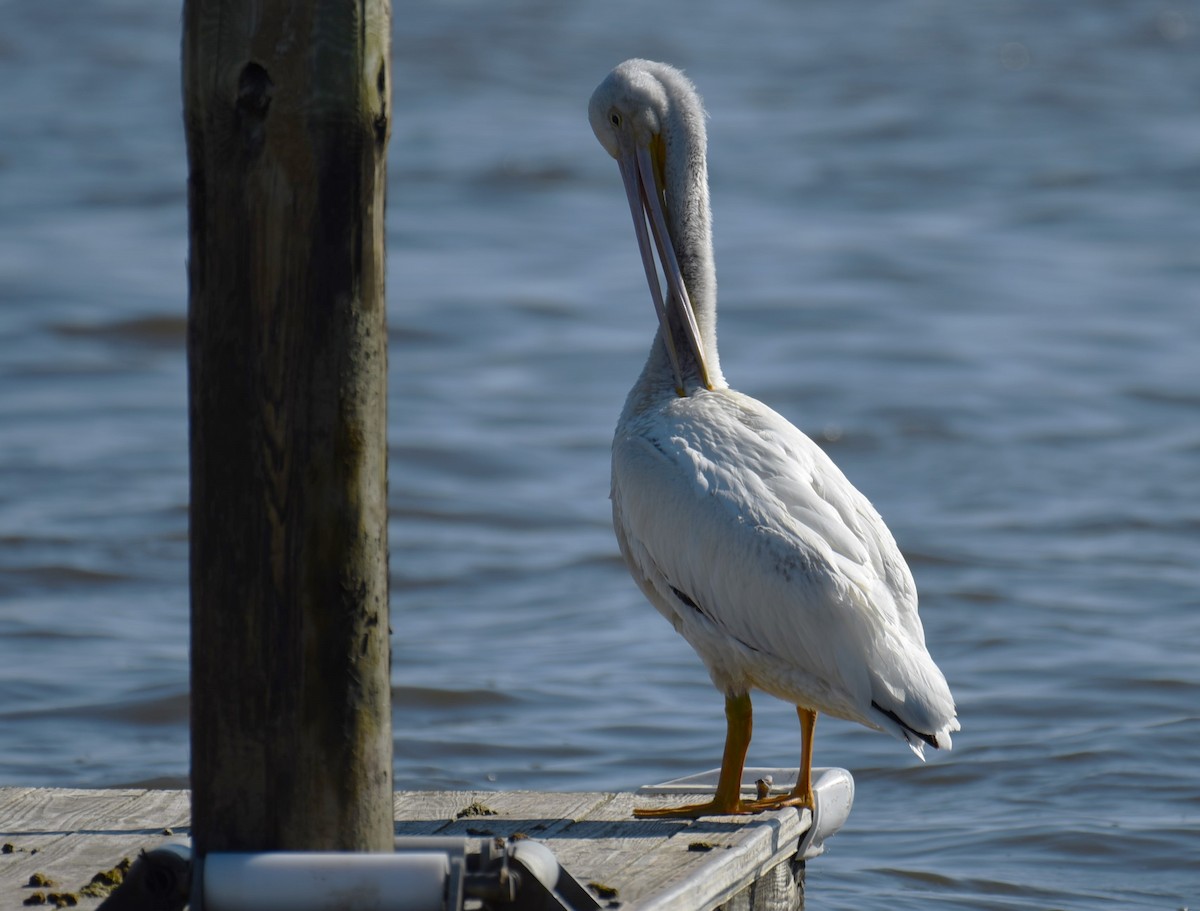 American White Pelican - ML619843008