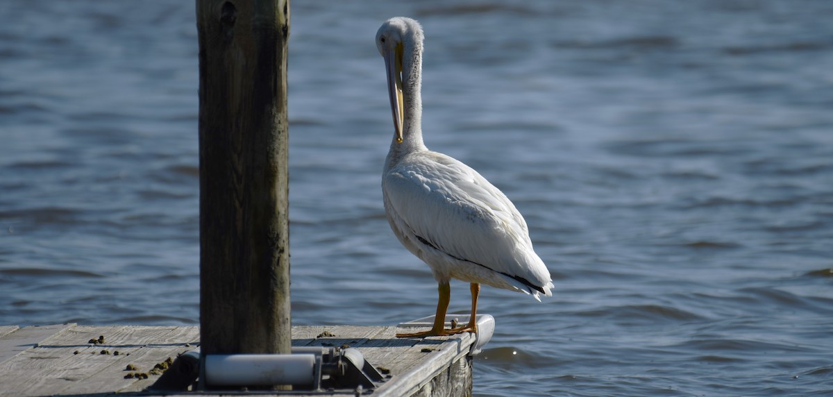 American White Pelican - ML619843011