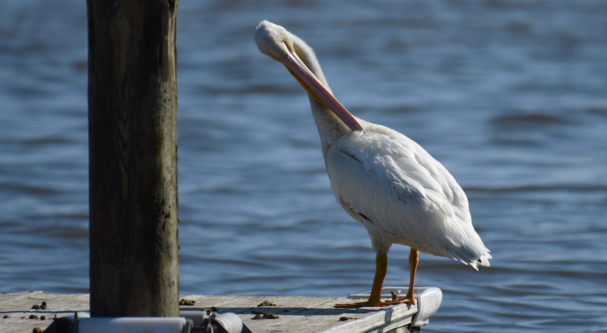 American White Pelican - ML619843013