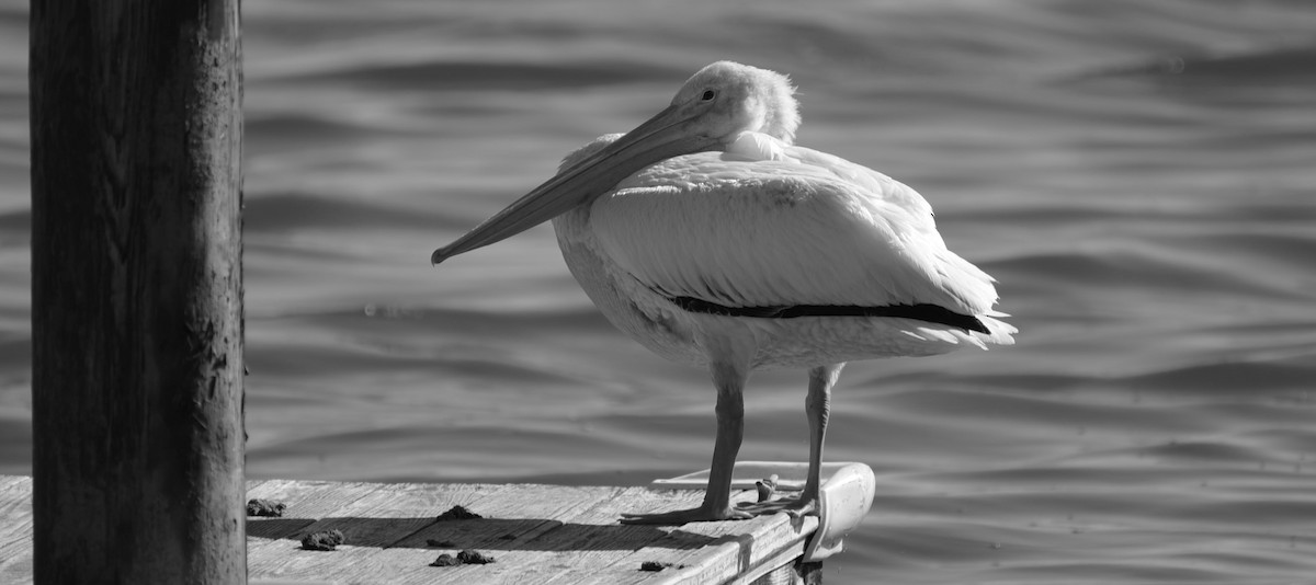 American White Pelican - ML619843014