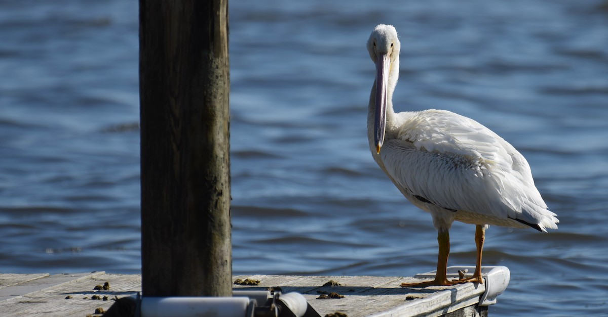 American White Pelican - ML619843016