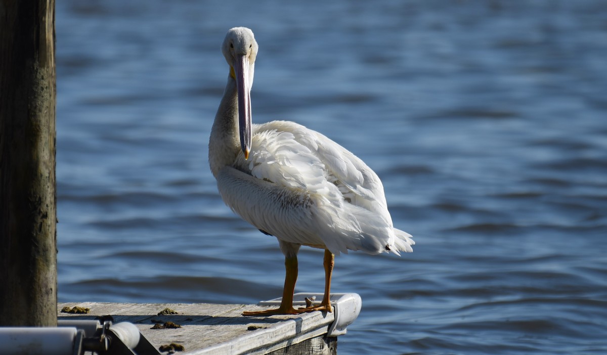 American White Pelican - ML619843017