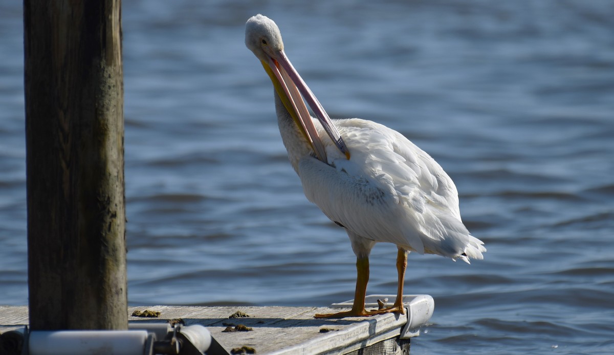 American White Pelican - ML619843018