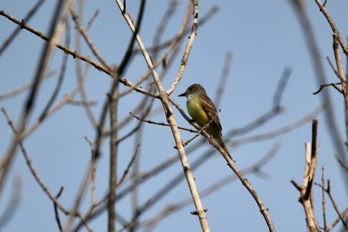 Great Crested Flycatcher - ML619843027