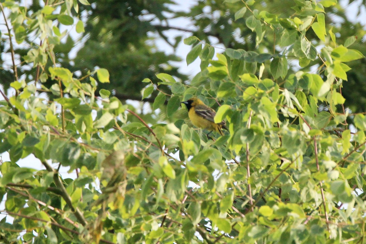Orchard Oriole - ML619843044