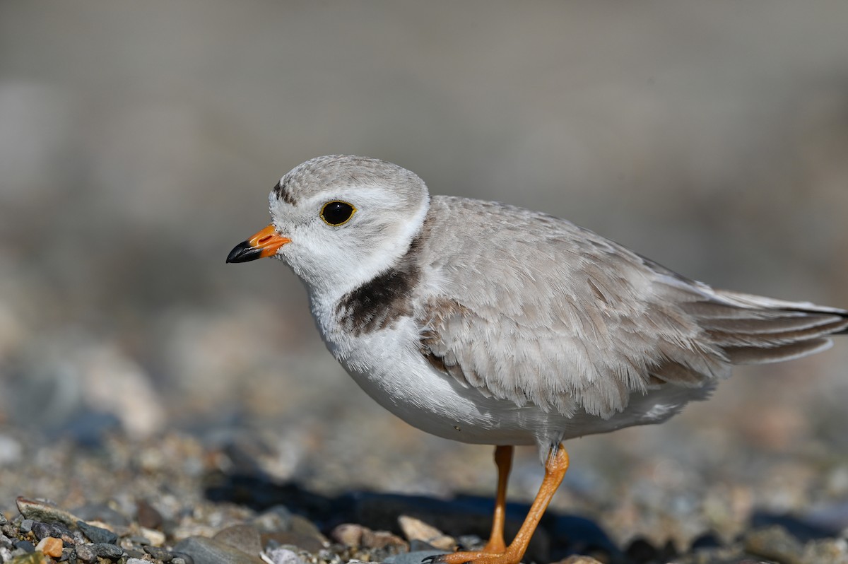 Piping Plover - ML619843050