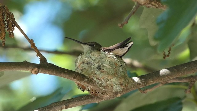 Ruby-throated Hummingbird - ML619843061