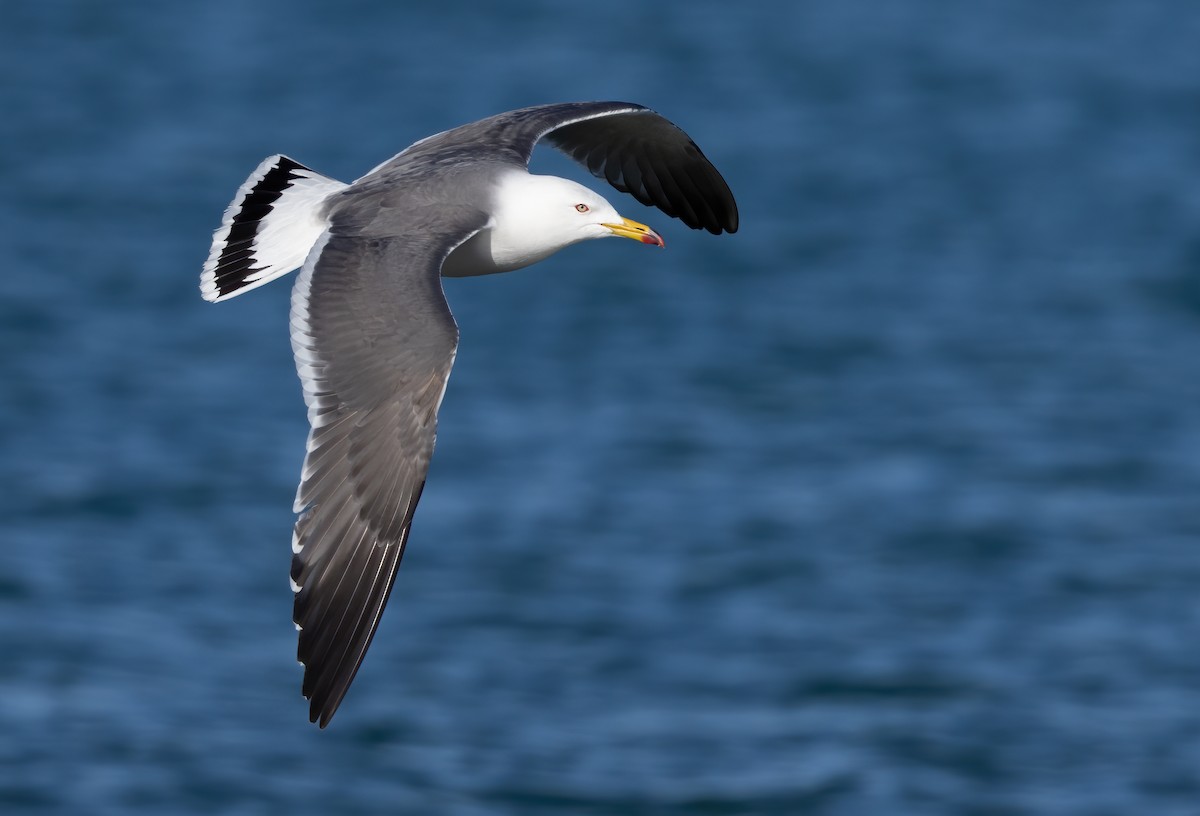 Black-tailed Gull - ML619843062