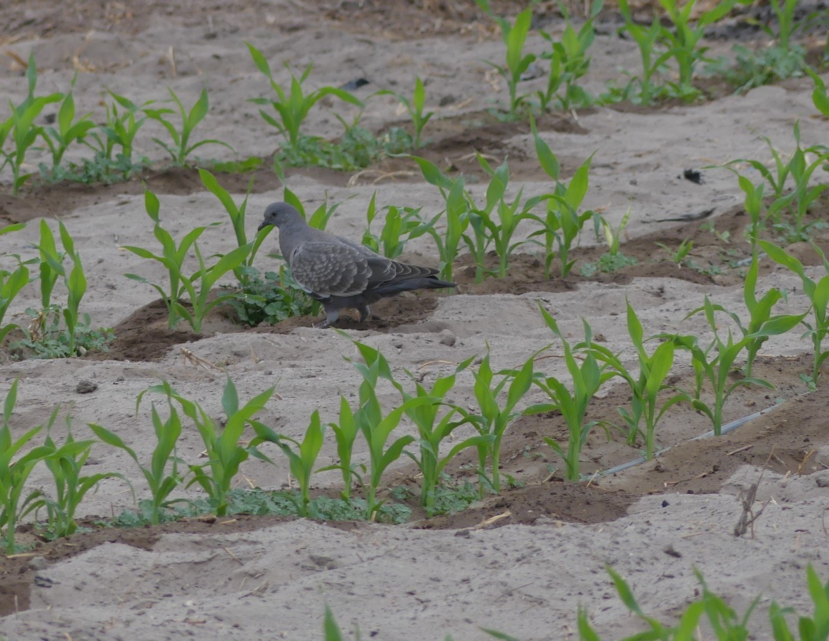 Spot-winged Pigeon - joaquin vial