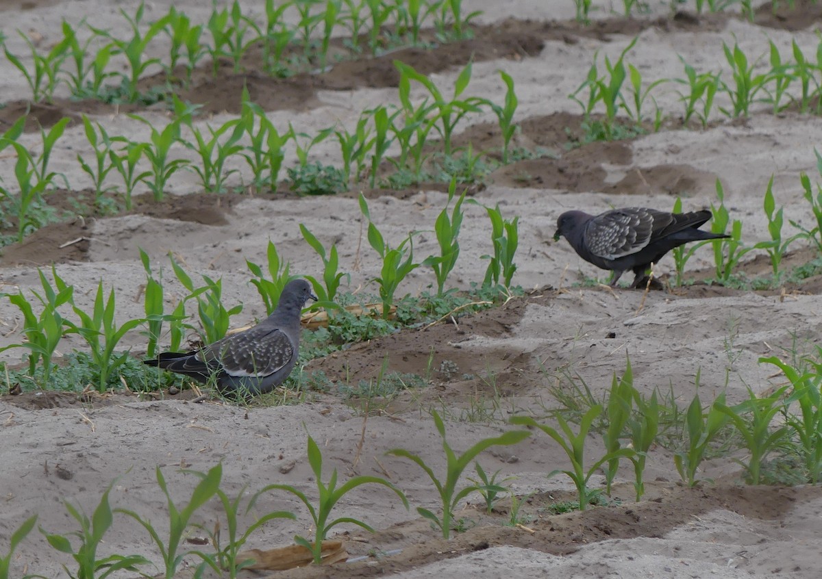 Pigeon tigré - ML619843072