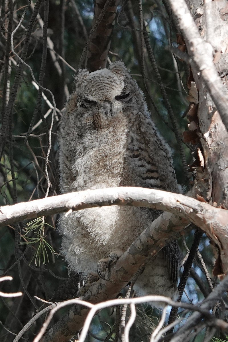Great Horned Owl - ML619843087
