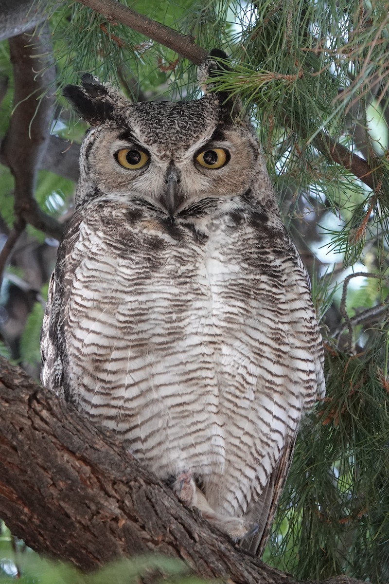 Great Horned Owl - ML619843088