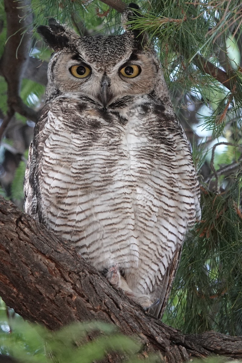 Great Horned Owl - ML619843089