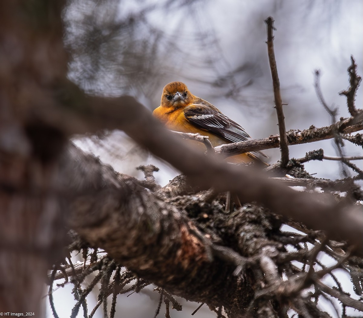 Oriole de Baltimore - ML619843090