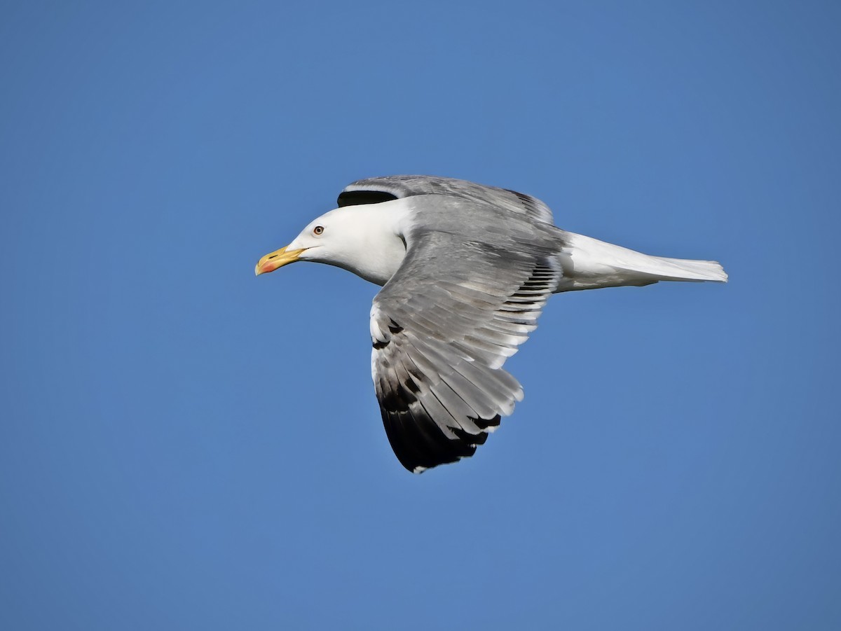 goéland sp. (Larus sp.) - ML619843107