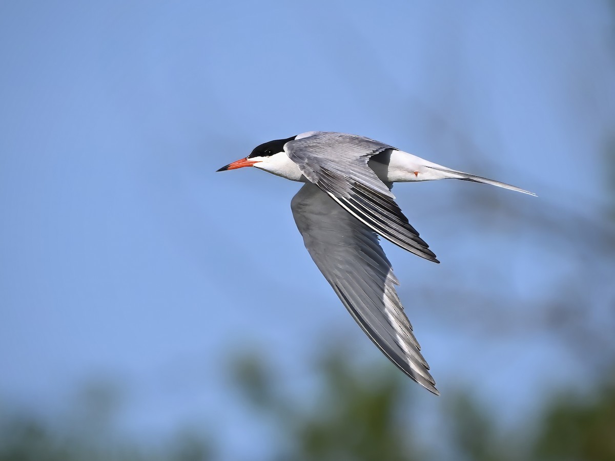 Common Tern - ML619843110