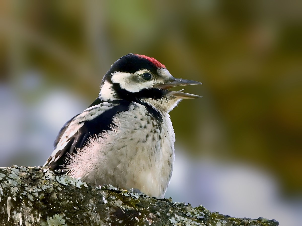 Great Spotted Woodpecker - ML619843115