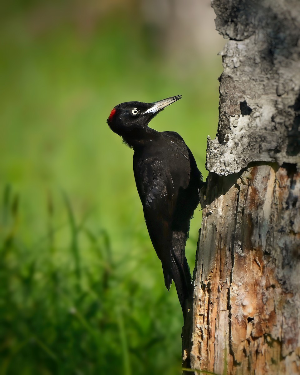 Black Woodpecker - ML619843117