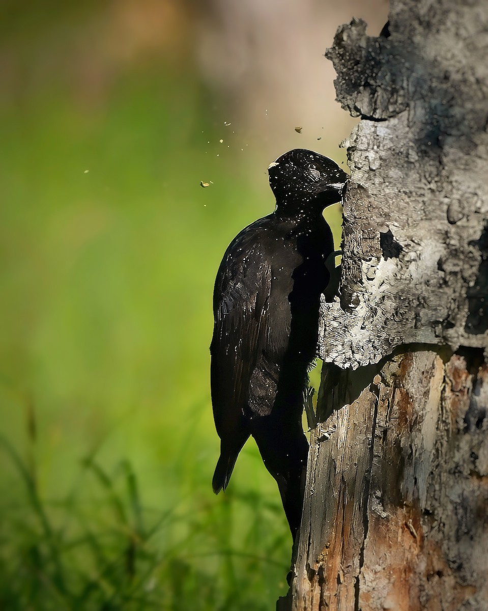 Black Woodpecker - ML619843118