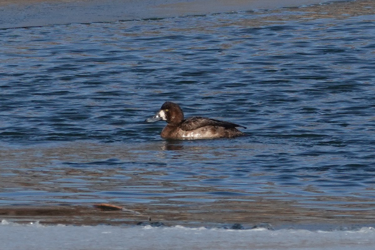 Greater Scaup - ML619843158