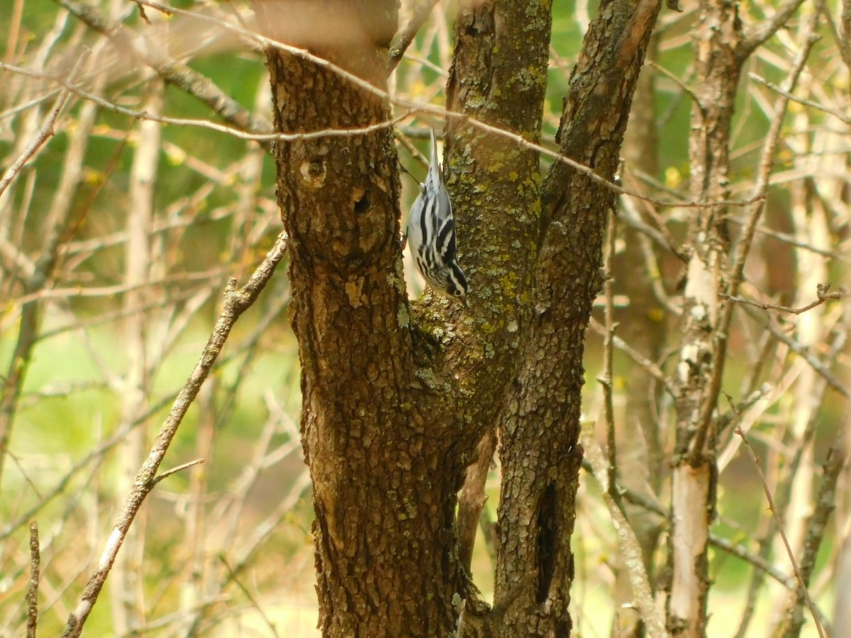 Black-and-white Warbler - ML619843160