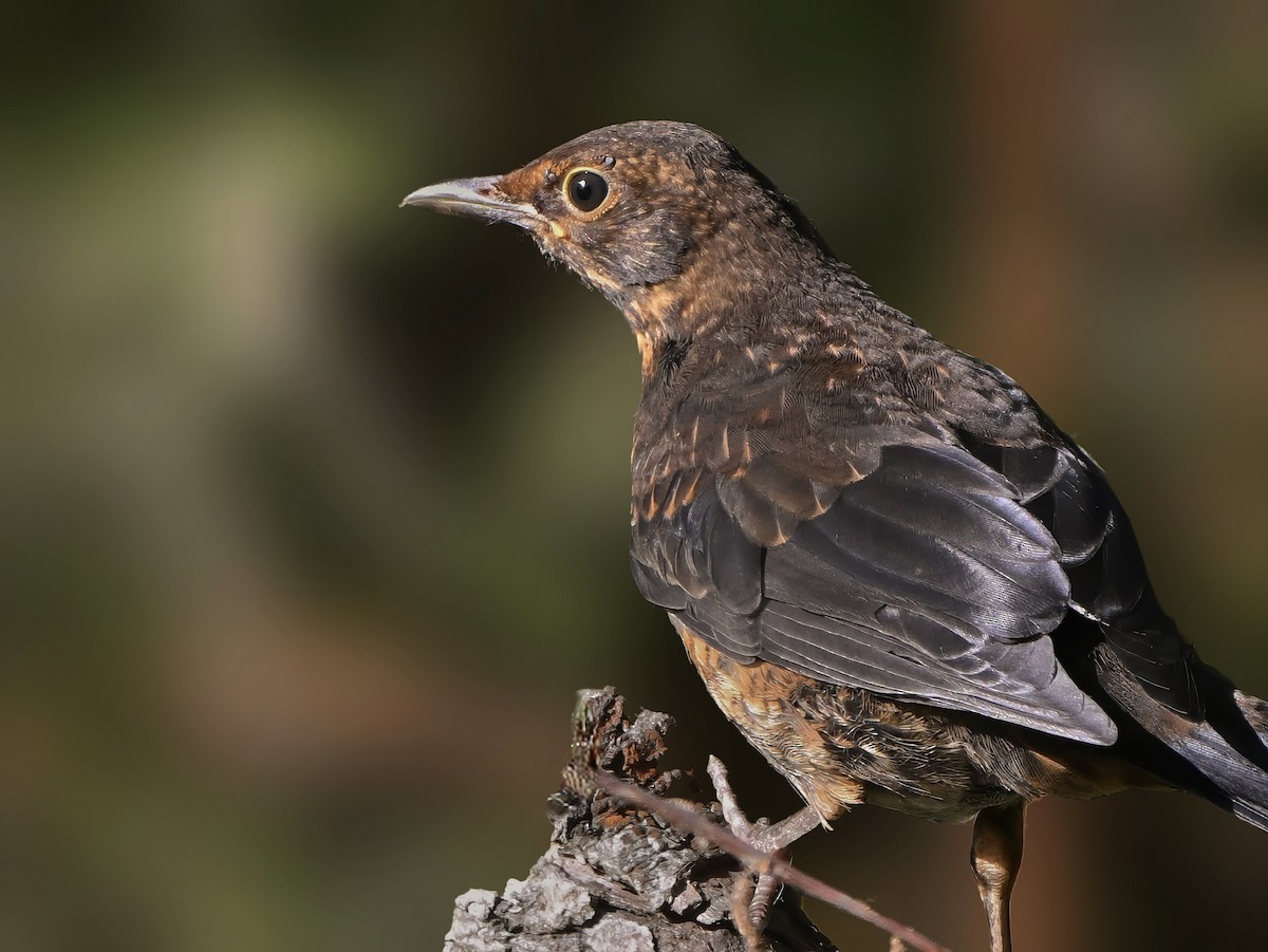 Eurasian Blackbird - ML619843161