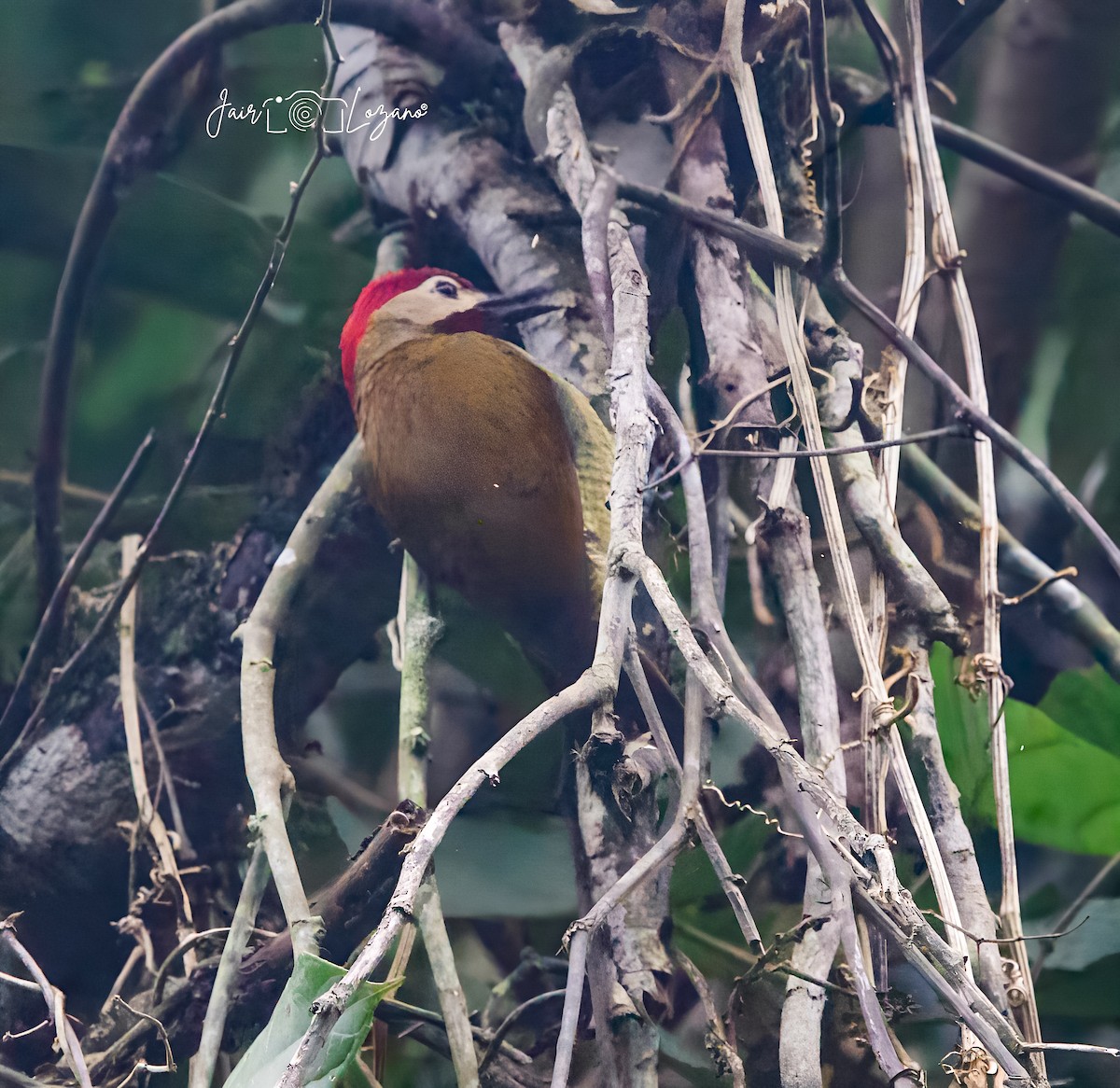 Golden-olive Woodpecker - ML619843165