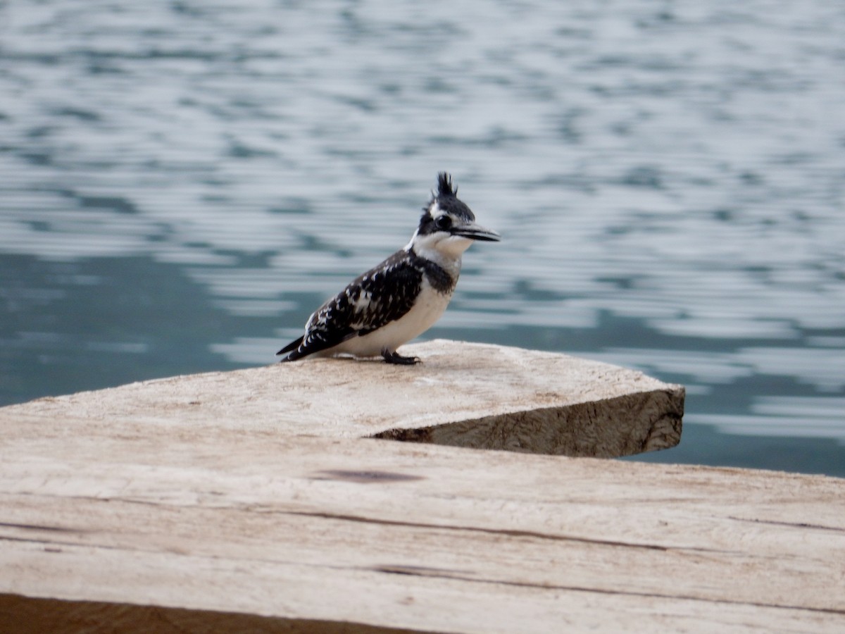 Pied Kingfisher - ML619843168