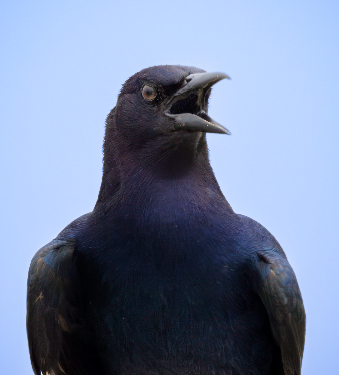 Boat-tailed Grackle - ML619843170