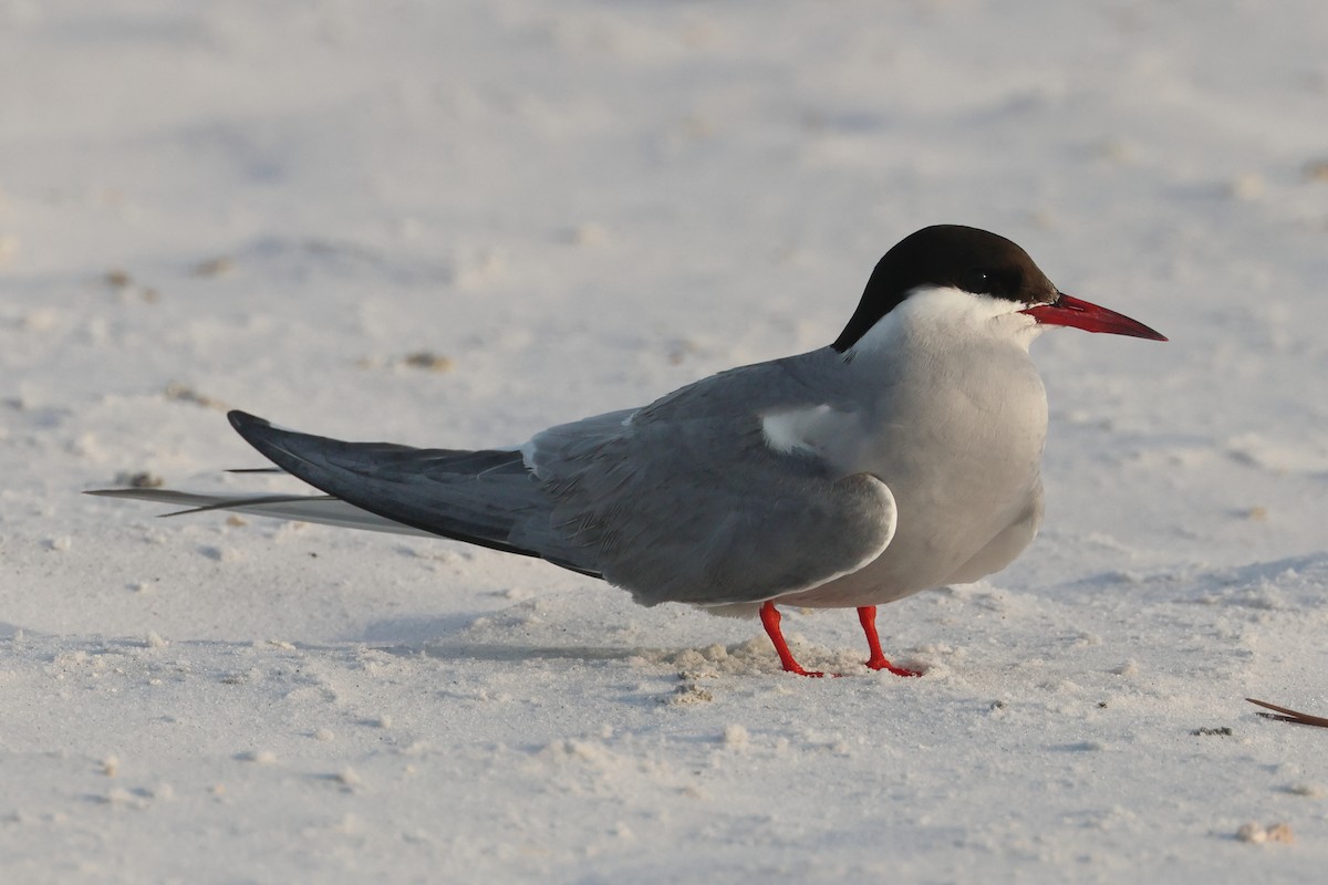 Common/Arctic Tern - ML619843176