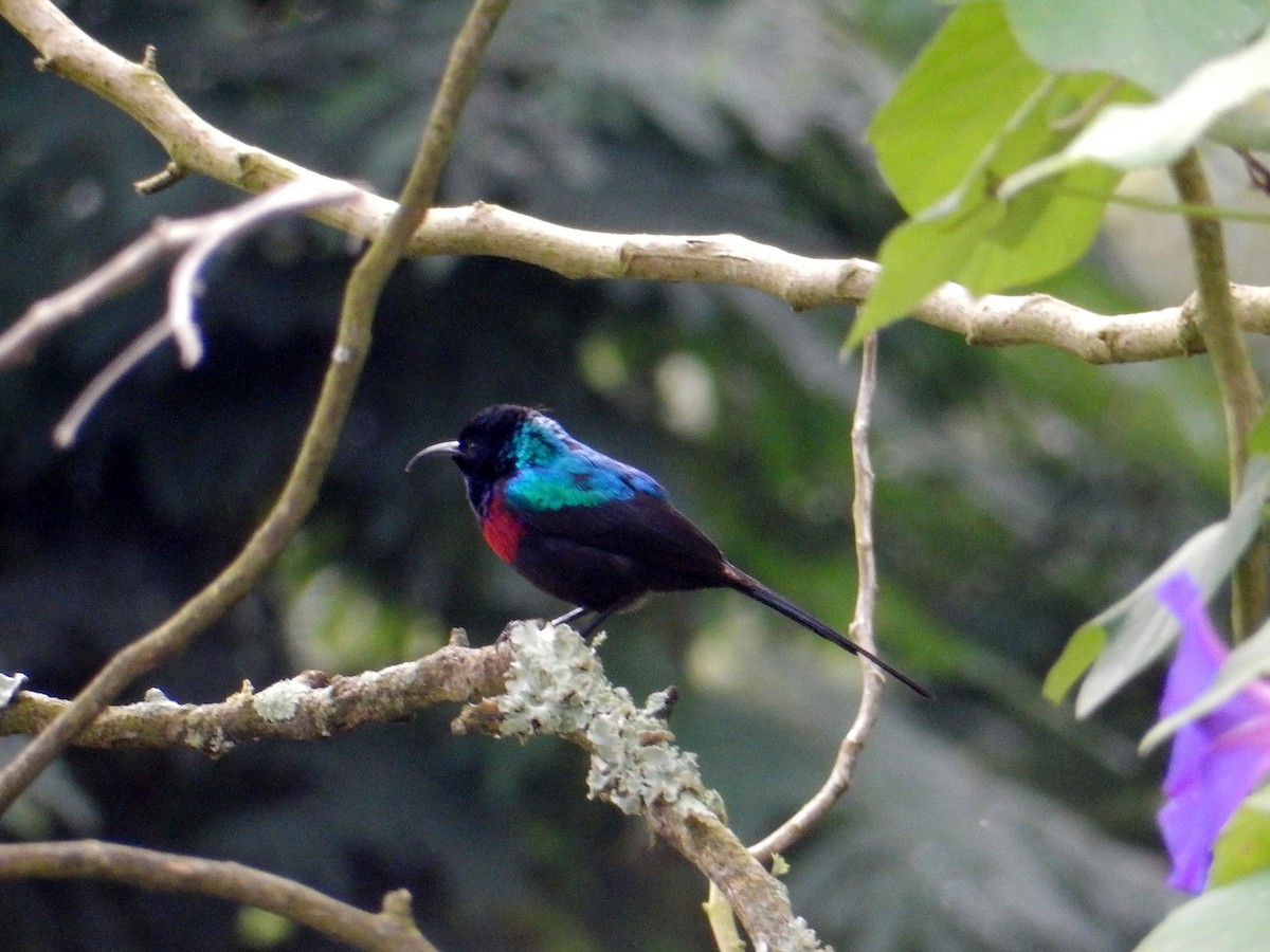 Red-chested Sunbird - ML619843181