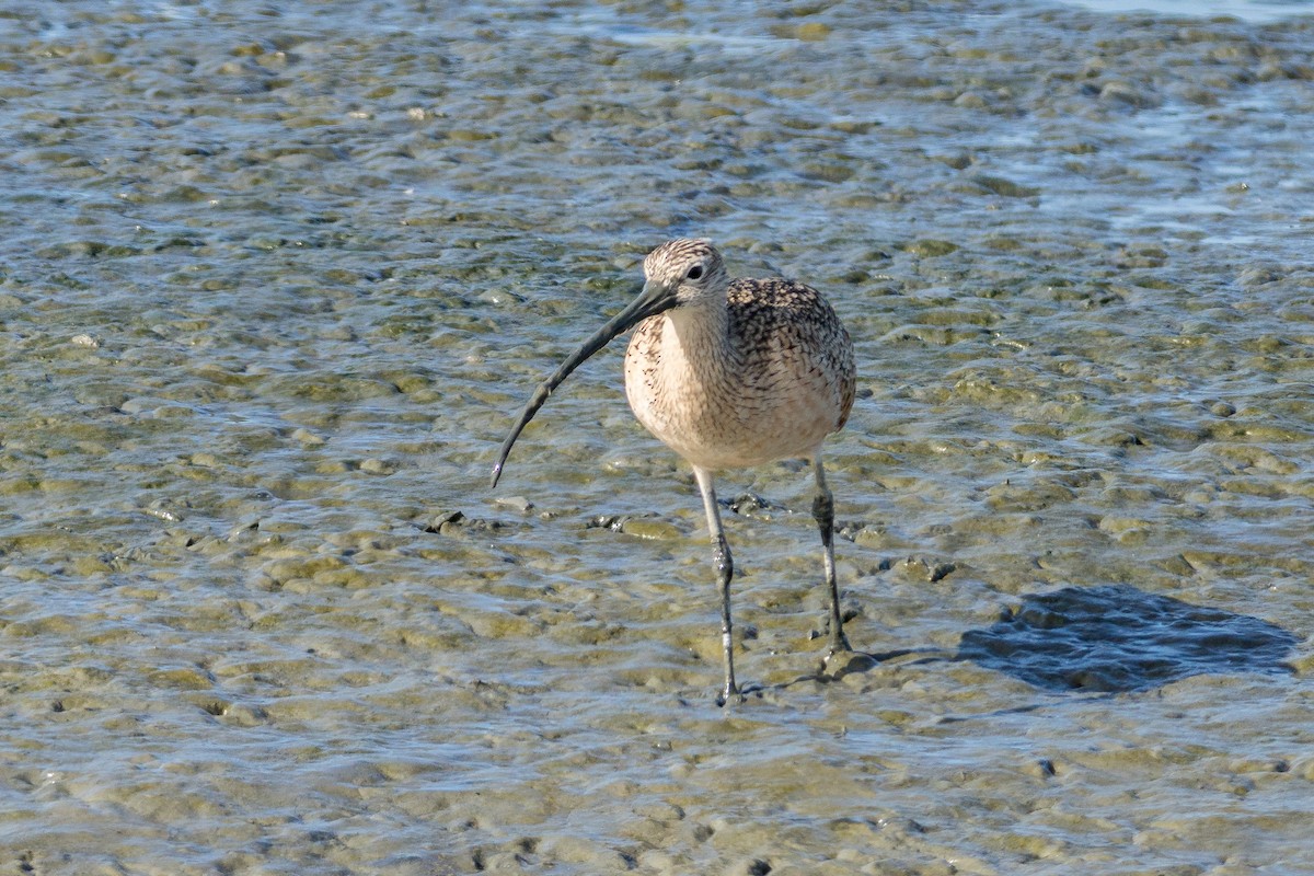 Long-billed Curlew - ML619843193