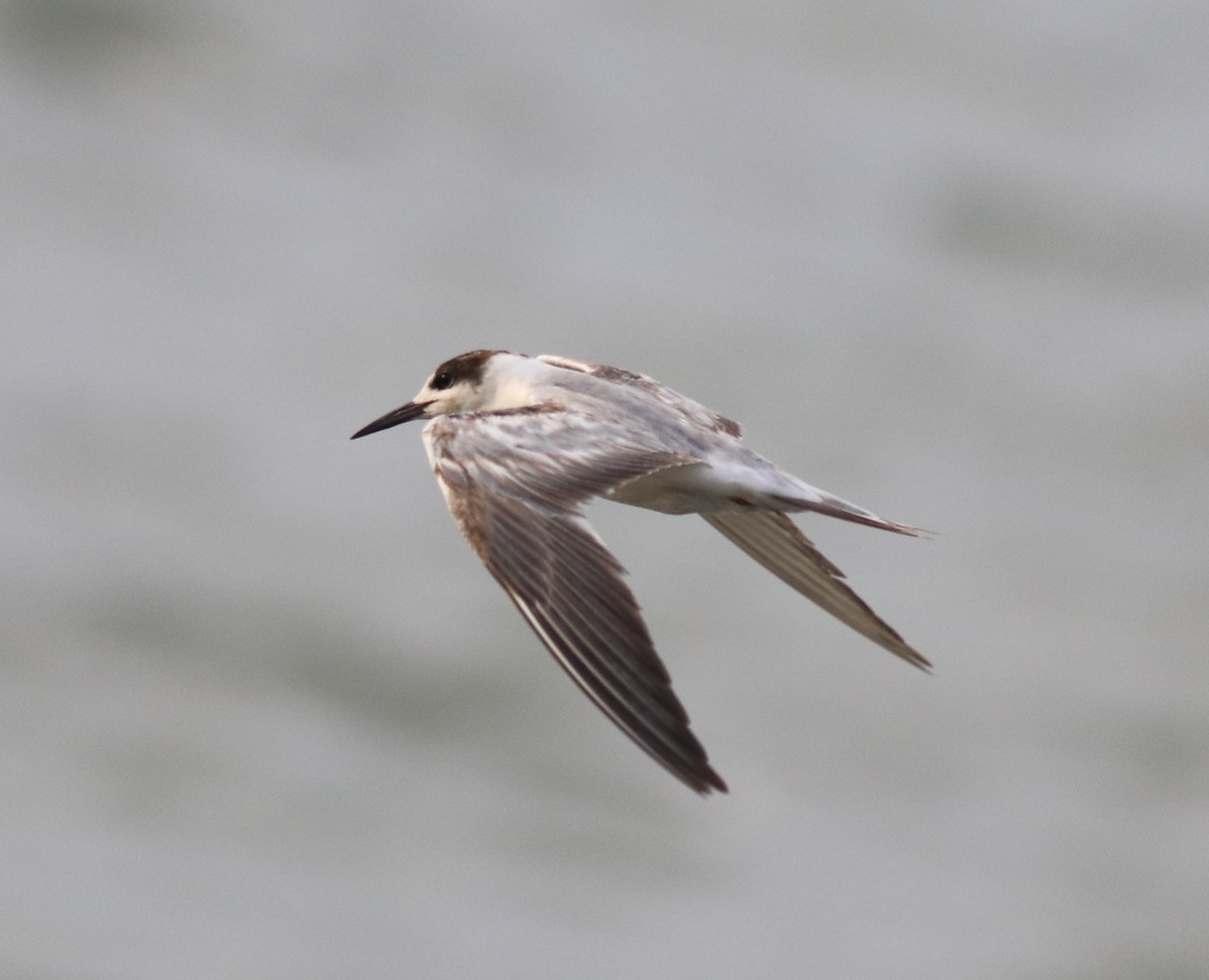 tern sp. - ML619843198