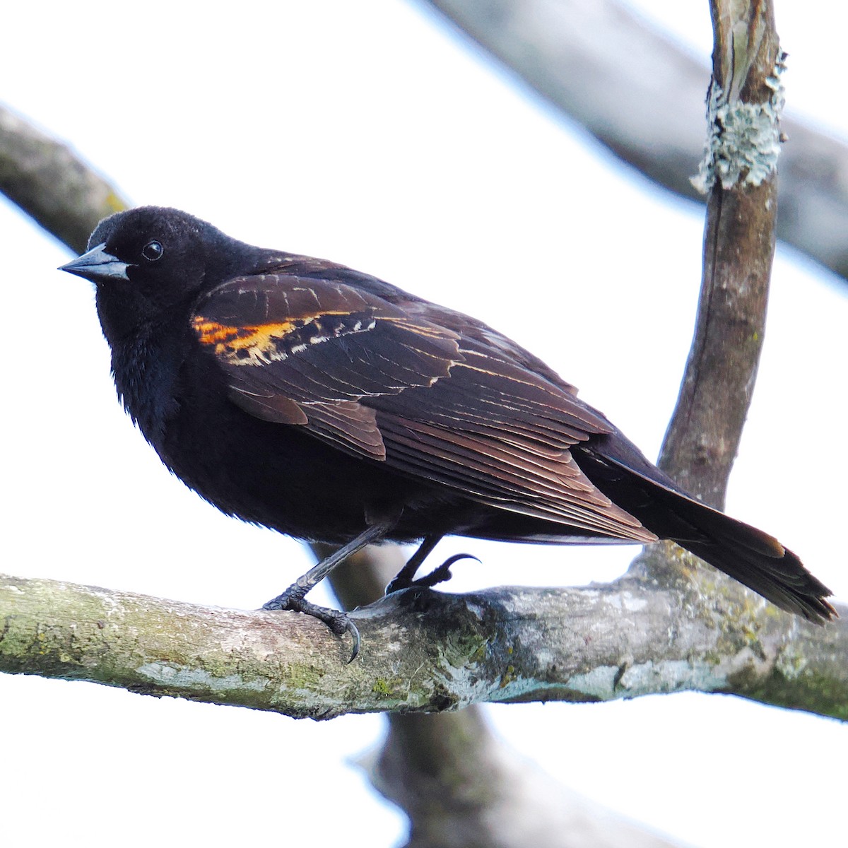 Red-winged Blackbird - ML619843205