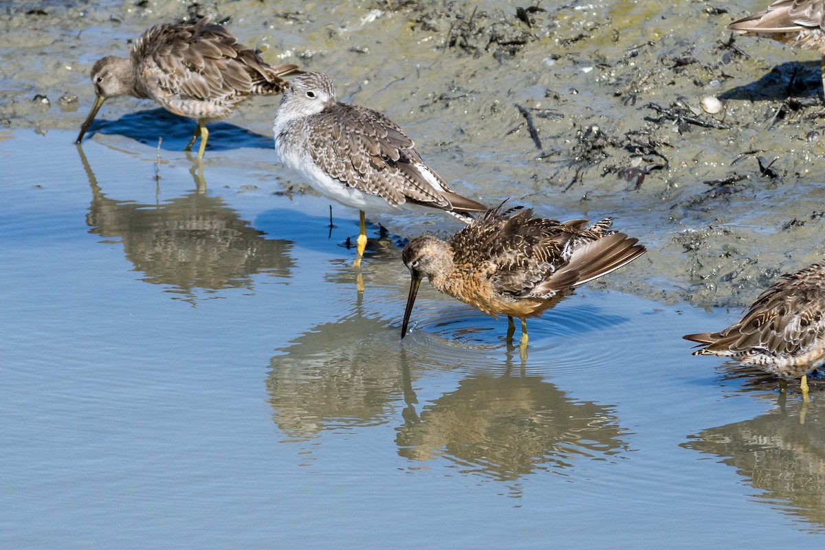Long-billed Dowitcher - ML619843244