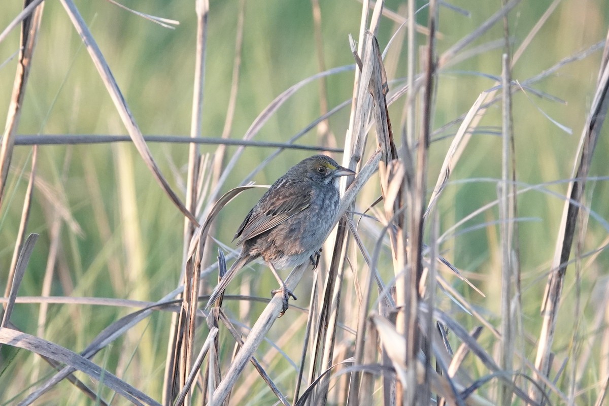 Seaside Sparrow (Atlantic) - ML619843245