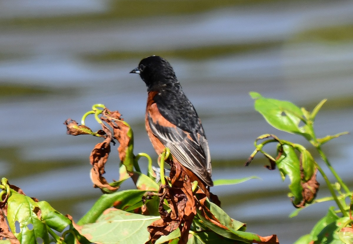 Orchard Oriole - ML619843280