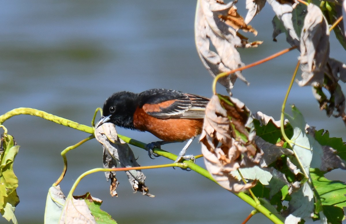 Orchard Oriole - ML619843281