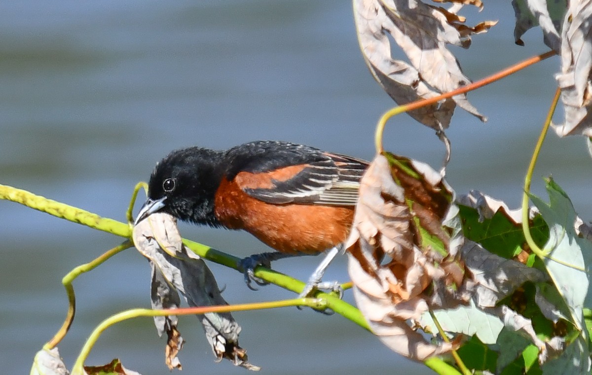Orchard Oriole - ML619843282